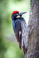 Acorn Woodpecker