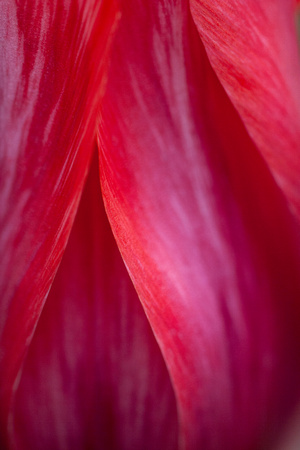 Tulip detail, Filoli Gardens