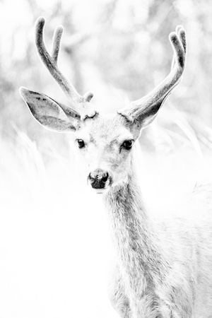 Black tail deer, Carmichael CA