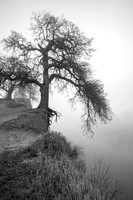 Oak tree and fog