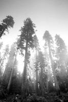 Trees and fog, Yosemite National Park
