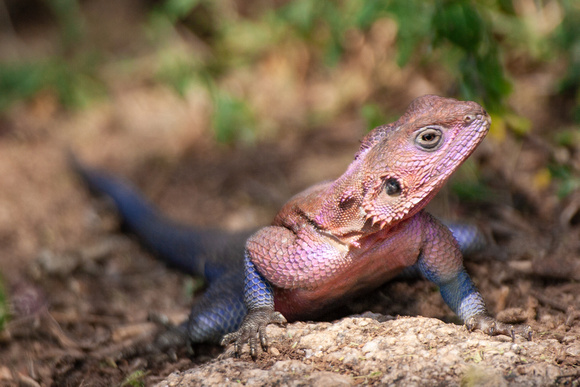Agama Lizard, Tanzania