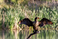 Cormorant, American River