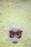 Alligator, Harris Neck Wildlife Refuge