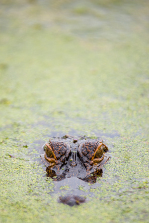 Alligator, Harris Neck Wildlife Refuge
