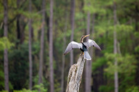 Anhinga, Harris Neck Wildlife Refuge