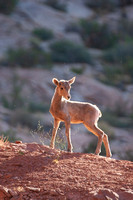 Juvenile Big Horn Sheep, Arches National Park