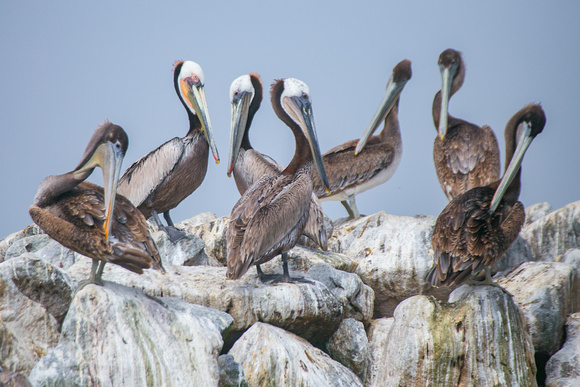 Pelicans, Elkhorn Slough, Monterey