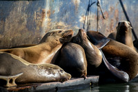 California Sea Lions, Elkhorn Slough, Monterey