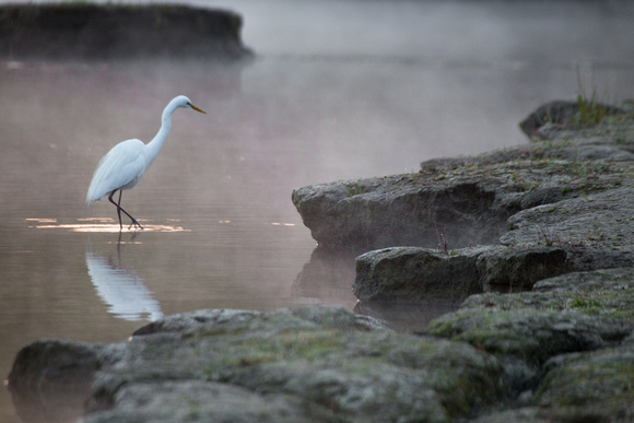 Egret, American River