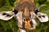 Giraffe, Tanzania