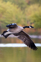 Canadian Goose, American River