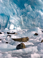 Harbor Seals, Prince William Sound, Alaska