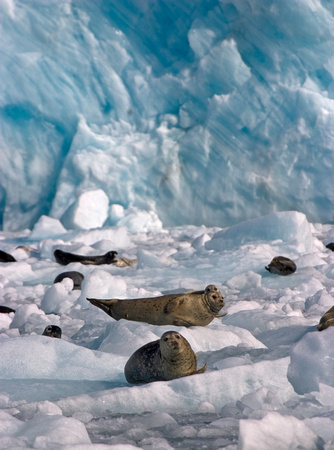 Harbor Seals, Prince William Sound, Alaska