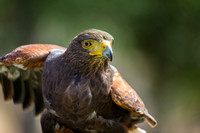 Harris Hawk