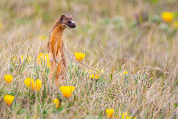 Long Tailed Weasel, Bodega Bay