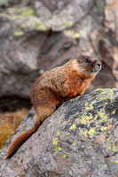 Marmot, Yosemite National Park