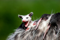 Baby opossum