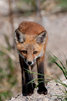 Red Fox