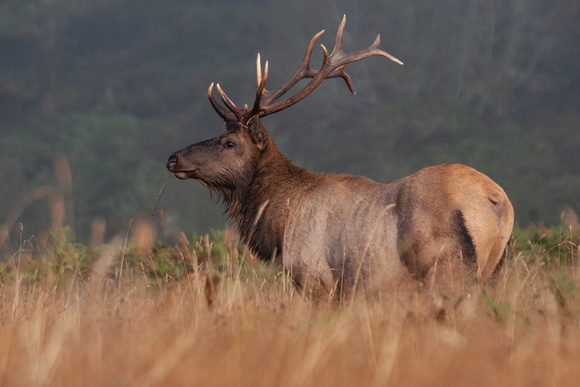 Roosevelt Elk, Redwoods National Park