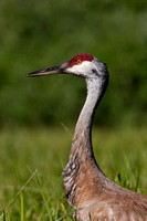 Sandhill Crane, Tetons National Park