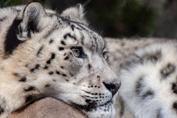 Snow Leopard, Sacramento Zoo