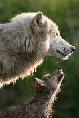 Adult and juvenile gray wolf
