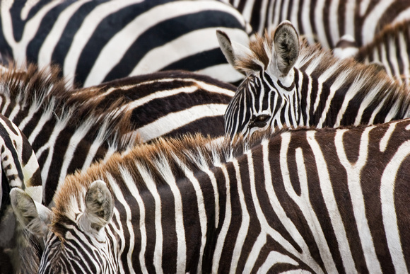 Zebra herd, Tanzania