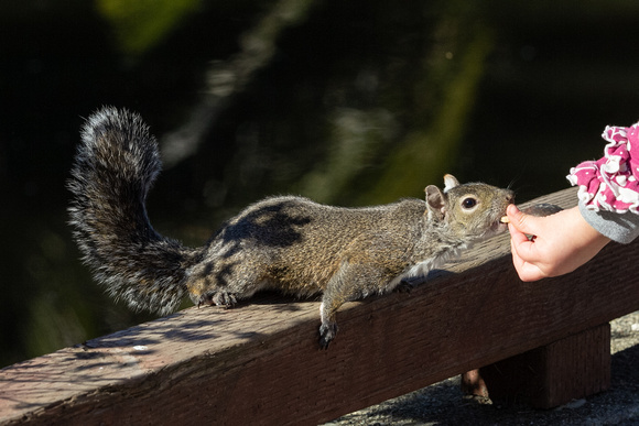 Child feeding squirrel