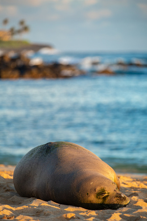 Monk Seal, Kauai