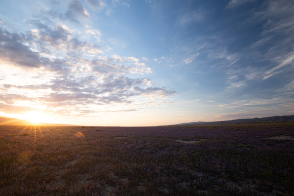 Phacelia sunset, Carrizo Plains National Monument