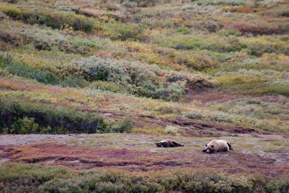 Brown (Grizzly) Bears, Denali National Park