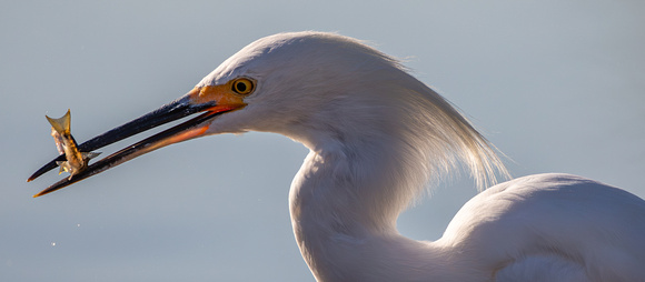 Snowy egret with fish