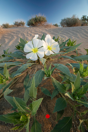 Desert Primrose