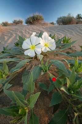 Desert Primrose