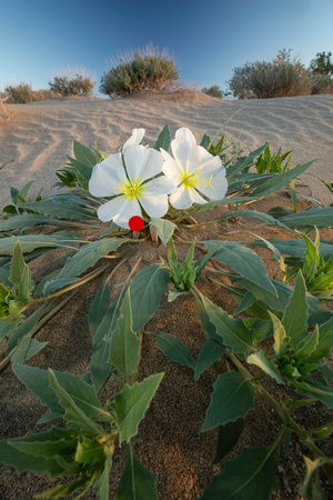 Desert Primrose