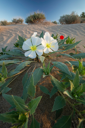 Desert Primrose