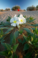 Desert Primrose