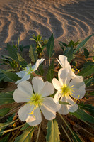 Desert Primrose, Joshua Tree National Park