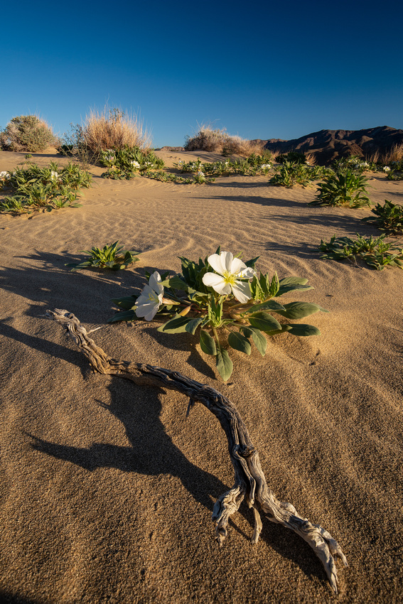 Desert landscape, Joshua Tree National Park