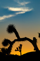 Joshua Tree silhouettes at sunset, Joshua Tree National Park