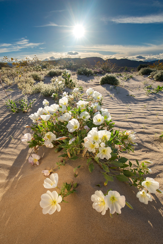 Wildflowers at sunset, Anza Borrego State Park