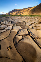 Paw print and cracked earth, Anza Borrego State Park