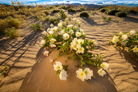 Wildflowers at sunset, Anza Borrego State Park