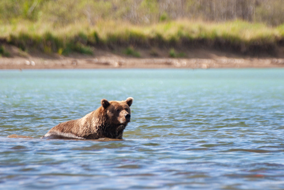 Brown (Grizzly) Bear, Katmai National Park, Alaska
