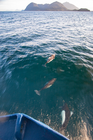 Dalls Purpose, Prince William Sound, Alaska