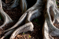 Banyan Roots, Kona Hawaii