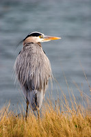 Great Blue Heron, Point Lobos State Park