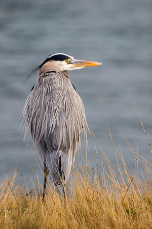 Great Blue Heron, Point Lobos State Park