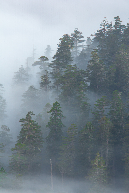 Trees in fog, Redwoods